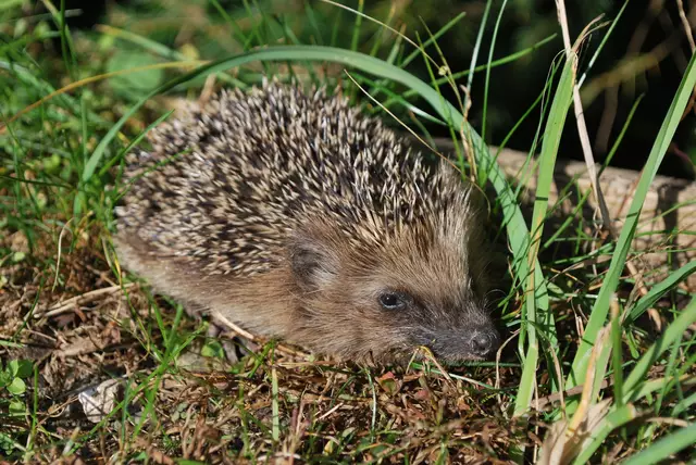 Bei Säugetieren wie Siebenschläfer und Igel wird die Aktivitätsphase länger und das beeinflusst den Winterschlaf der Tiere enorm. | Foto: Andreas Kleewein