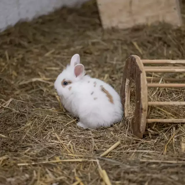 Diese Häschen freuen sich auf ein liebevolles Zuhause mit viel Platz zum Hoppeln. | Foto: Tierheim Pinzgau