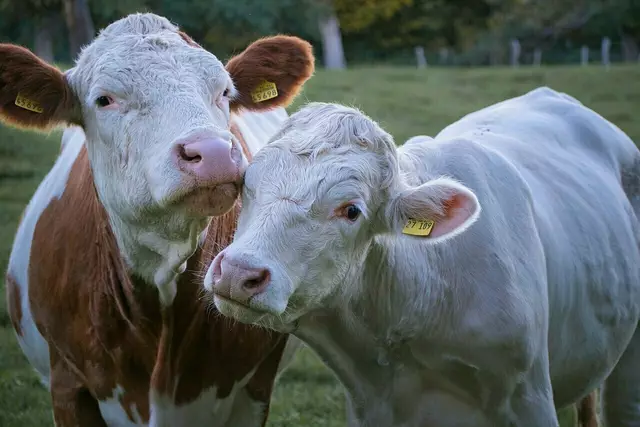 Als Reaktion auf die MKS-Ausbrüche in Ungarn und der Slowakei erlässt das Bundesministerium für Soziales, Gesundheit, Pflege und Konsumentenschutz (BMSGPK) ein Maßnahmenpaket mit drei Verordnungen  (Symbolbild) | Foto: pixabay.com