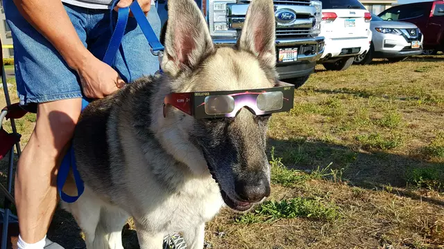 Auch Hunde waren da