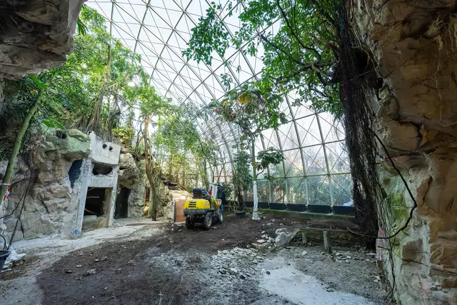  Die Pangolins dürfen dann Anfang 2026 in ein Gehege mit spezieller Lichtsteuerung einziehen. | Foto: Daniel Zupanc