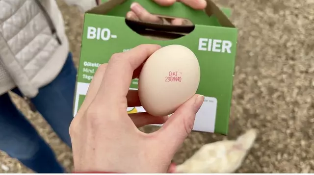 Welche Eier sollte man zu Ostern kaufen? MeinBezirk erklärt den Unterschied zu Bio-, Freiland- und Bodenhaltung. | Foto: MeinBezirk