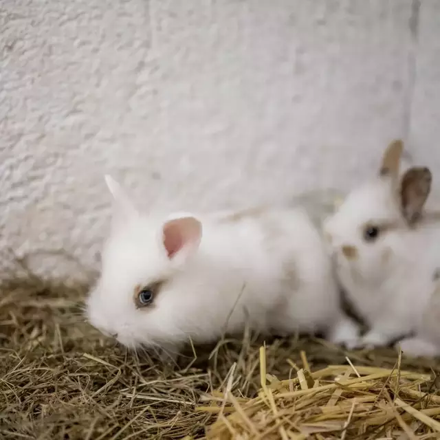 Diese Häschen hoffen auf ein liebevolles Zuhause mit viel Platz zum Hoppeln. | Foto: Tierheim Pinzgau