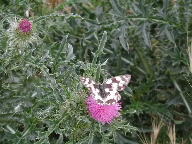 Der Tag des Unkrauts ist am 28. März.
 | Foto:  Josef Mickocki/Archiv