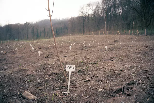 Foto: First Vienna FC 1894
