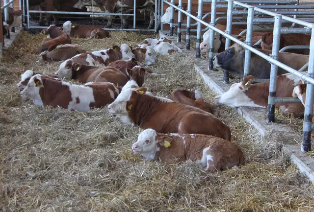 Das Gesundheitsministerium hat vier Gemeinden im Bezirk Neusiedl zur Überwachungszone erklärt: Deutsch Jahrndorf, Mönchhof, Nickelsdorf und Halbturn. (Symbolbild) | Foto: LK Burgenland
