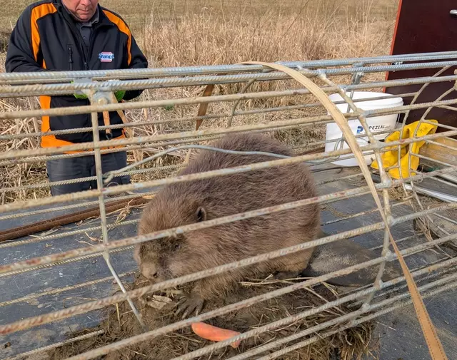 Sieben Exemplare der Nager, die den Damm des Rückhaltebeckens am Grieselbach unterminierten, konnten gefangen werden. | Foto: Gemeinde Jennersdorf