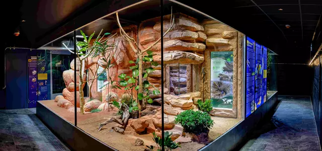 Die fünf Anlagen sind ausreichend gesichert. Dadurch haben die Besucherinnen und Besucher einen guten Einblick in das Leben der Giftschlangen und müssen sich gleichzeitig keine Sorgen machen.  | Foto: Haus des Meeres