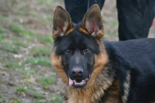 Der junge Schäferhund Jakob sucht ein neues Rudel | Foto: Tierschutzverband St. Pölten