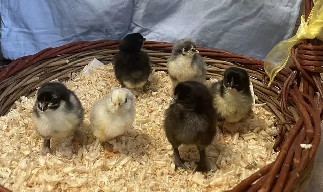 Foto: Kindergarten Grünbach