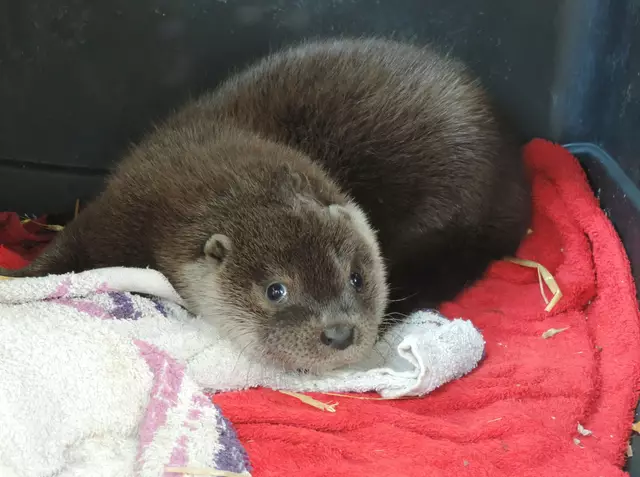 Foto: VIER PFOTEN