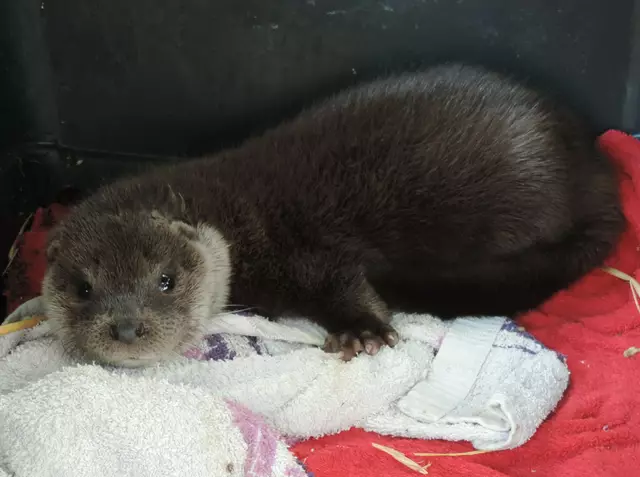 "Ottilie" wurde von einem Landwirt in einem Schuppen entdeckt und nach Haringsee gebracht. | Foto: VIER PFOTEN