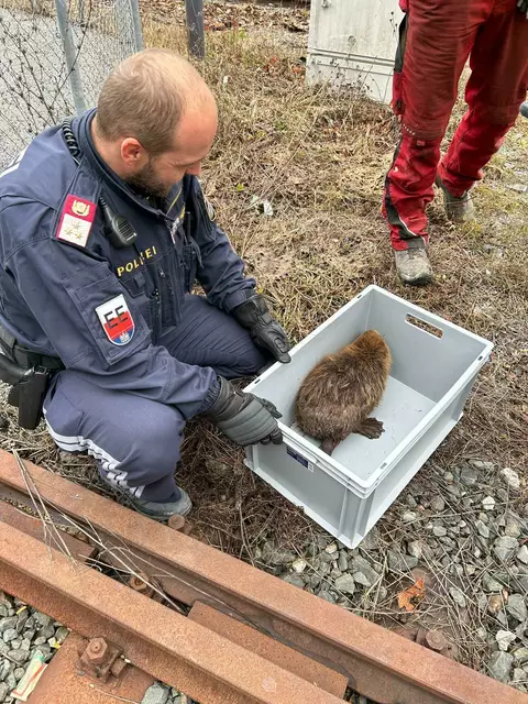 Der verletzte Biber konnte am Bahnhof Imst-Pitztal gesichert werden. | Foto: Polizei Tirol
