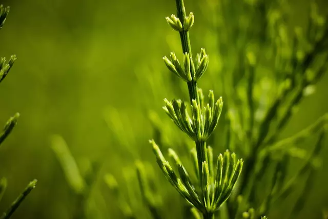 Der Ackerschachtelhalm stärkt die Zellgesundheit und kann als natürliches Pestizid oder Scheuermittel verwendet werden. | Foto: Symbolbild: pixabay.com