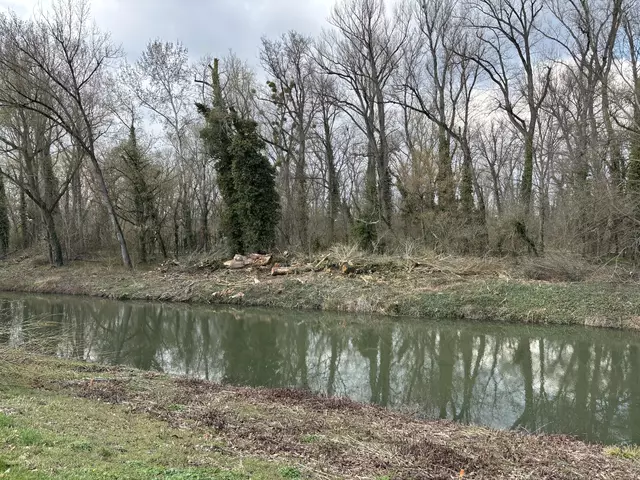 Rodungsarbeiten auf der Tullnerbachlände | Foto: Victoria Edlinger