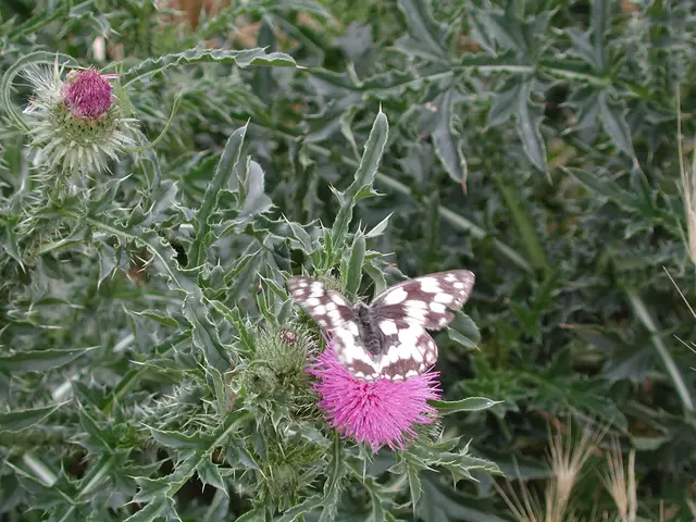 Schachbrett | Foto: Josef Mikocki