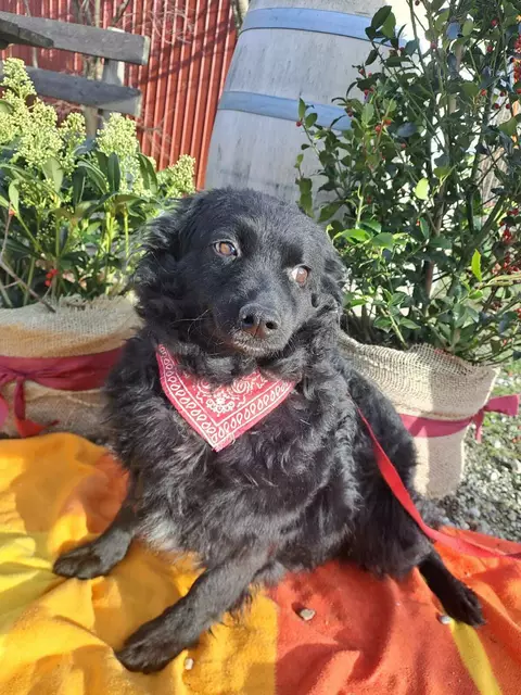 Lola | Foto: Pfotenhilfe
