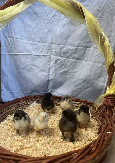 Foto: Kindergarten Grünbach