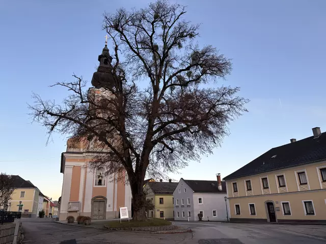 Die Kirchenlinde Klam vor der Fällung. | Foto: MeinBezirk Perg/Köck