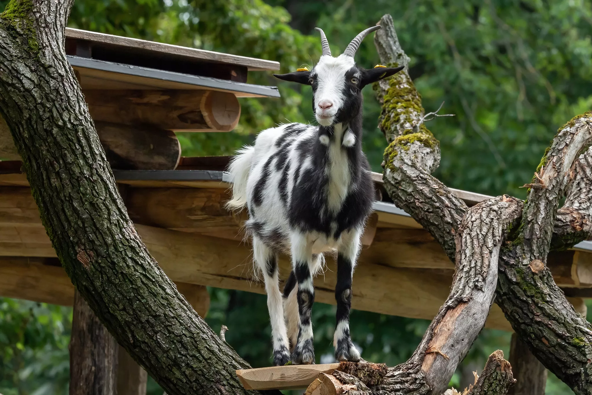Maul Und Klauenseuche Wiener Tiergarten Sch nbrunn Sperrt maul-und-klauenseuche-wiener-tiergarten-sch-nbrunn-sperrt