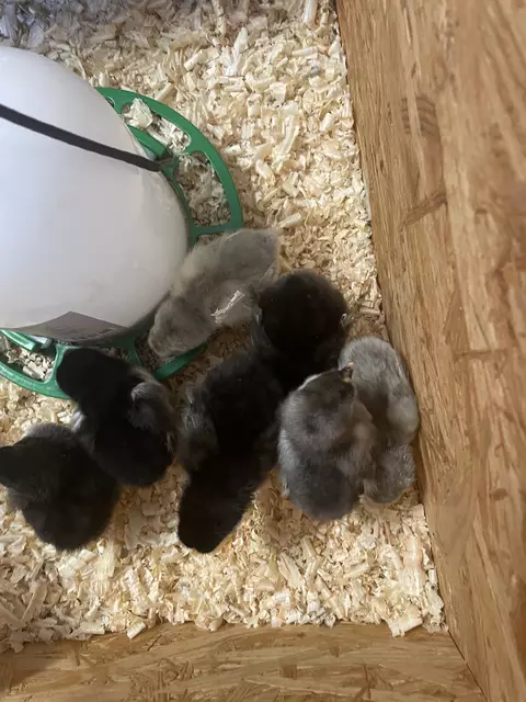 Foto: Kindergarten Grünbach