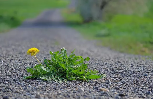 Unbezwingbar und unverwüstlich: Der Löwenzahn findet immer einen Weg. | Foto: Symbolbild: pixabay.com