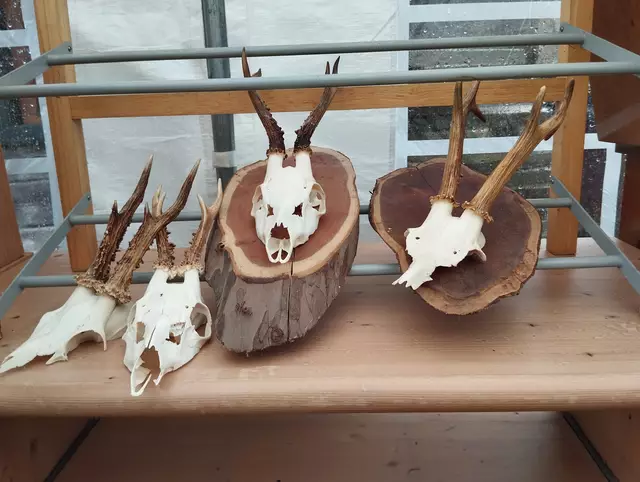 Foto: Veronika Frank