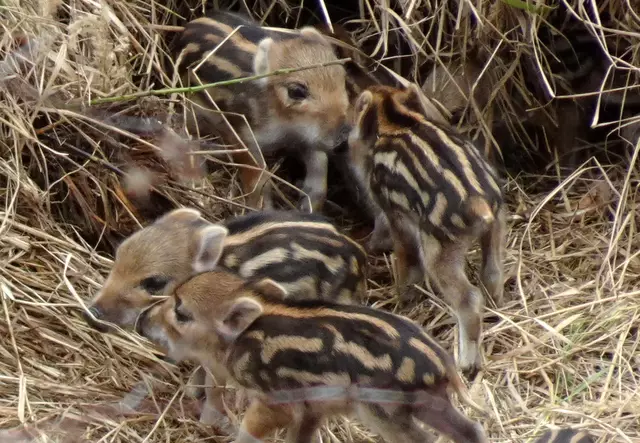 Auf dem Weg von der Ruine Aggstein nach Maria Langegg entdecken wir Frischlinge, die vor ihrem Versteck ausgelassen spielen.