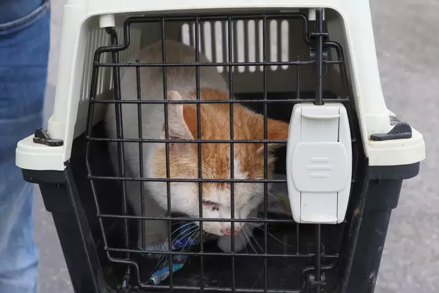 Dank der Feuerwehr konnte Kater Kurt aus dem Keller des Lagerhauses in Krenglbach gerettet werden, wo er zwischen Mauer und Tank festsaß. | Foto: laumat.at