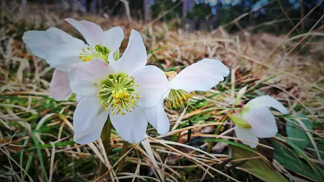 Titelbild 1: Schneerosenblüte am Semmering | Foto: © Silvia Plischek