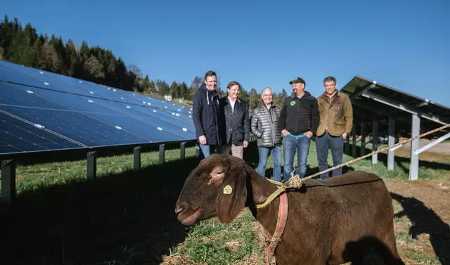Schaf „Sunny“ grast ab sofort in Zauchen. Am Foto von links: Julian Schweighofer (Projekt- und Bauleitung), Bürgermeister Günther Albel, Stadtrat Harald Sobe, „Shoaf Bauer“ Thomas Koch und Michael Siter von der „Task Force PV“ der Stadt Villach. | Foto: Karin Wernig