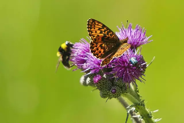 Lichtverschmutzung kann schädlich für Tiere - wie etwa nachtaktive Insekten - und den Energieverbrauch sein. (Symbolfoto)