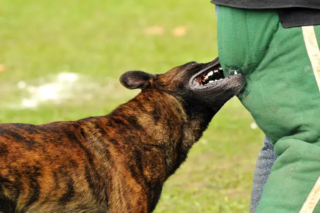 Mit 15. April wird das Beiß- und Angriffstrainings für privat gehaltene Hunde verboten. (Symbolfoto) | Foto: stock.adobe.com/at/beatrix kido