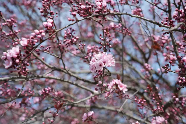 Bald ist in Zams Vollblüte | Foto: Daniel Mautner