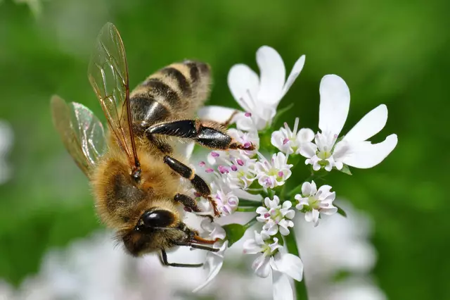 Bienen sind für unser Ökosystem unverzichtbar. | Foto: Michael Rubinigg