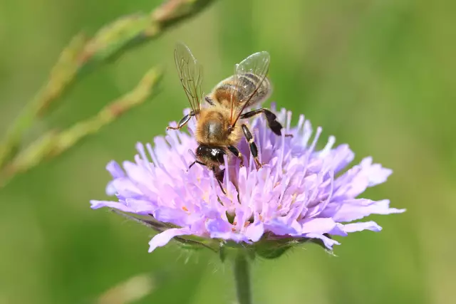 Bienen ernähren sich vom Nektar der Blumen. (Symbolfoto) | Foto: Bienenzentrum OÖ