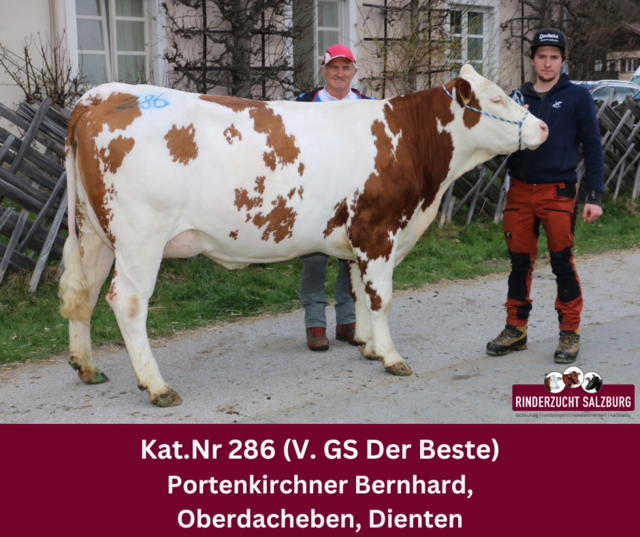 Der Betrieb Bernhard Portenkirchner konnte mit seiner Fleckvieh-Jungkuh sowohl den Spitzenpreis als auch Tageshöchstpreis erzielen. | Foto: Rinderzuchtverband Salzburg