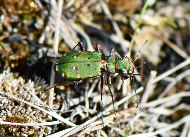 Cicindela campestris - Feld-Sandlaufkäfer