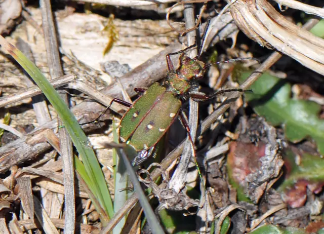 Cicindela campestris - Feld-Sandlaufkäfer