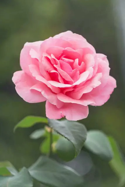 Großer Erfolg für eine junge Floristin aus Wiener Neustadt. Lilli Heuer gewinnt den Landeslehrlingswettbewerb. (Symbolfoto) | Foto: pexels