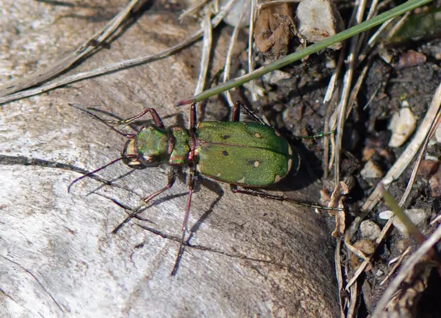 Cicindela campestris - Feld-Sandlaufkäfer