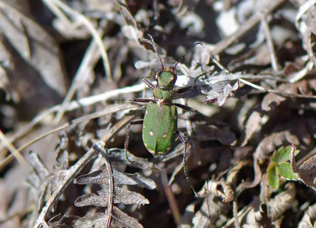 Cicindela campestris - Feld-Sandlaufkäfer
