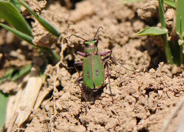 Cicindela campestris - Feld-Sandlaufkäfer