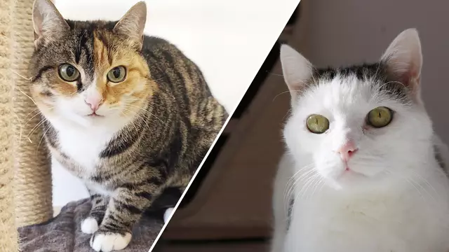 Resi und Muggi – zwei Katzendamen auf der Suche nach einem geeigneten Zuhause | Foto: Tierschutzverein Tirol