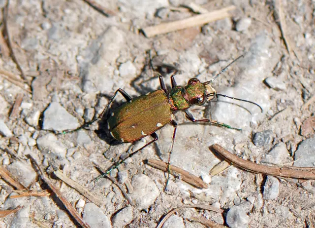 Cicindela campestris - Feld-Sandlaufkäfer