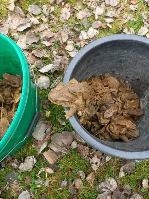 Im Vorjahr wurden 392 Kröten und Frösche auch wieder sicher von den Laichgewässern zurückgetragen. | Foto: Markus Plank