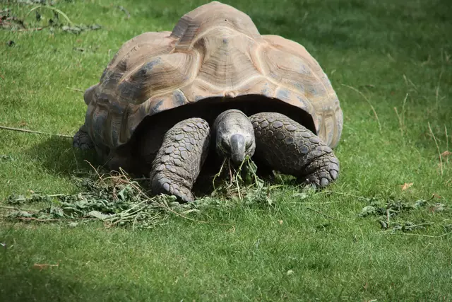 Riesige Schildkröte nicht am Pressegger See gesichtet. | Foto: stockadobe/André Muller 
