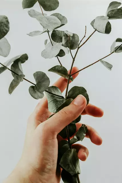Besonders erfrischend wirken Eukalyptuszweige, die du in der Dusche aufhängst. | Foto: Unsplash/Diana Polekhina