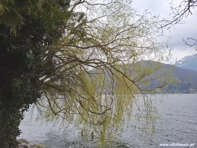 Ich liebe Trauerweiden! | Foto: (c) Edith Mair