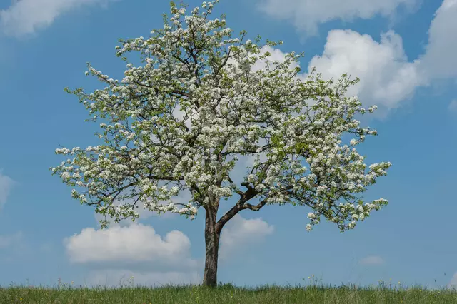 Zumindest zwei Tage lang hält in Oberösterreich der Frühling Einzug – dann wird es leider wieder kalt und ungemütlich.  | Foto: fotokerschi.at